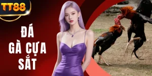 Đá Gà Cựa Sắt - Khám Phá Bộ Luật Thi Đấu Chi Tiết Tại TT88