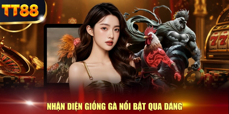 Nhận diện giống gà nổi bật qua dáng